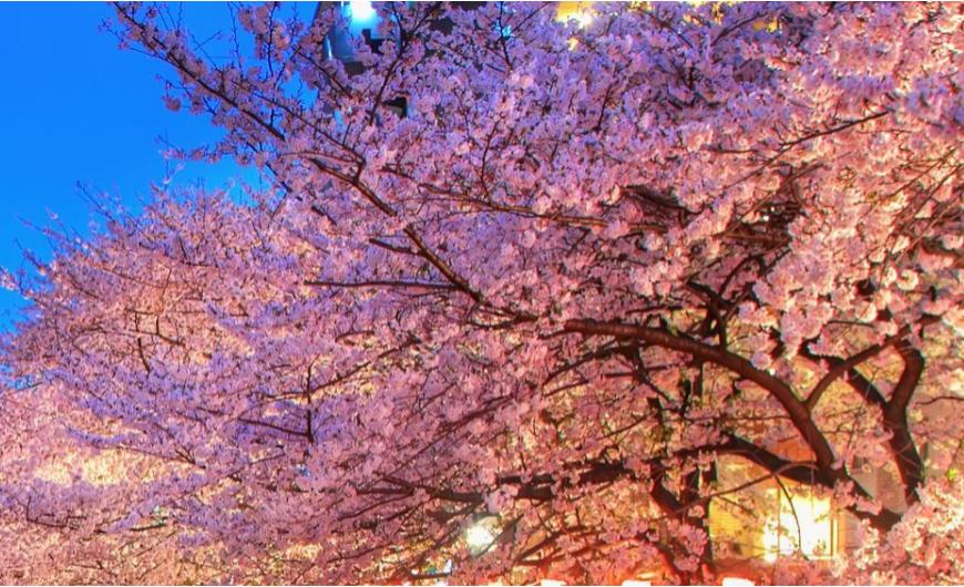 SAKURA