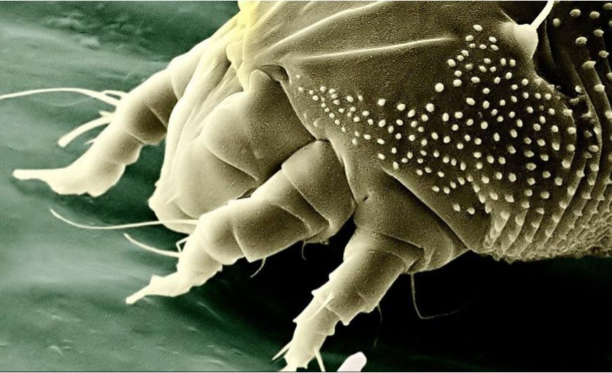 Poratka allergia